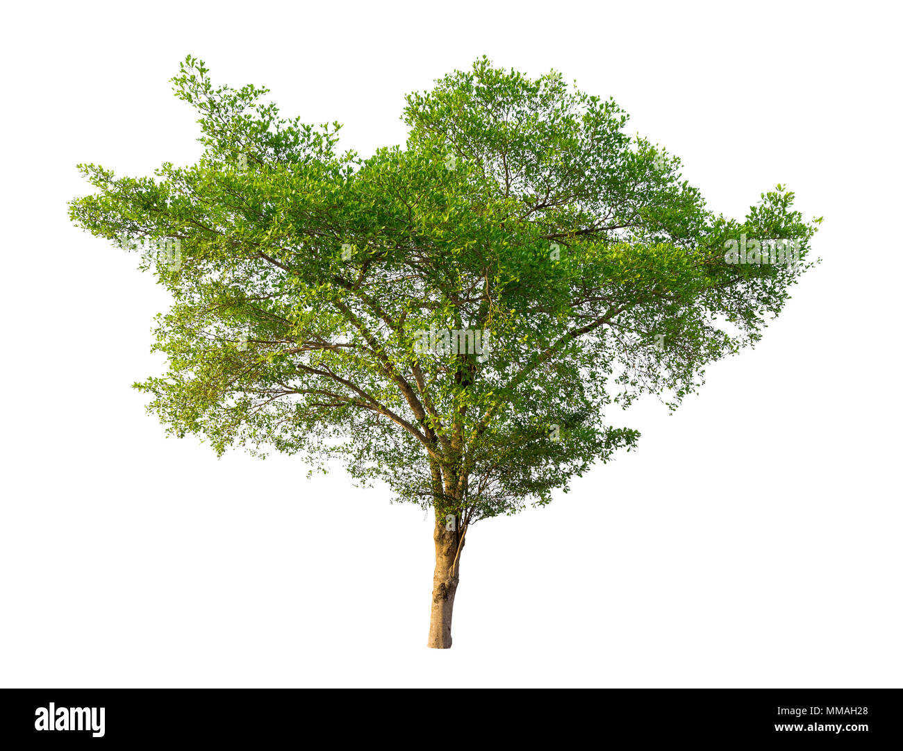 Isolierte grüner Baum auf weißem Hintergrund. Stockfoto