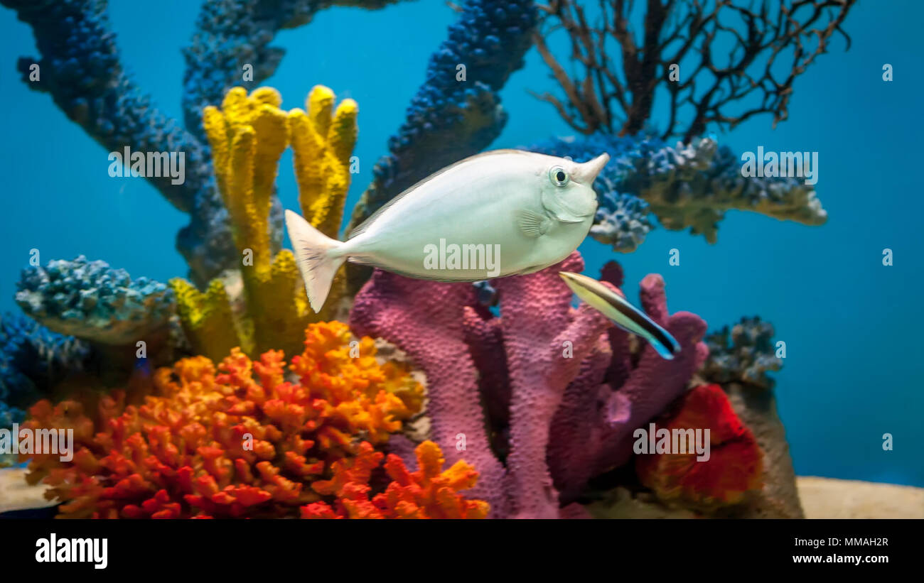 Cleaner wrasse nähert sich einem Einhorn Fisch bereit, unerwünschte Fischläuse oder andere Dinge, die das Leben auf den Körper des Fisches zu reinigen Stockfoto