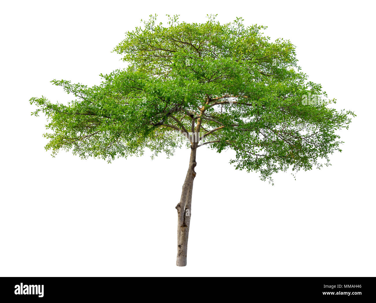 Isolierte grüner Baum auf weißem Hintergrund. Stockfoto