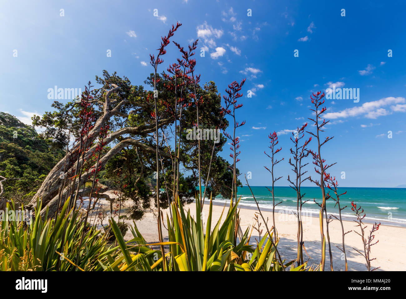 Flachs pohutakawa Bäume und Sträucher in einer sandigen Bucht in der Coromandel, Neuseeland. Stockfoto