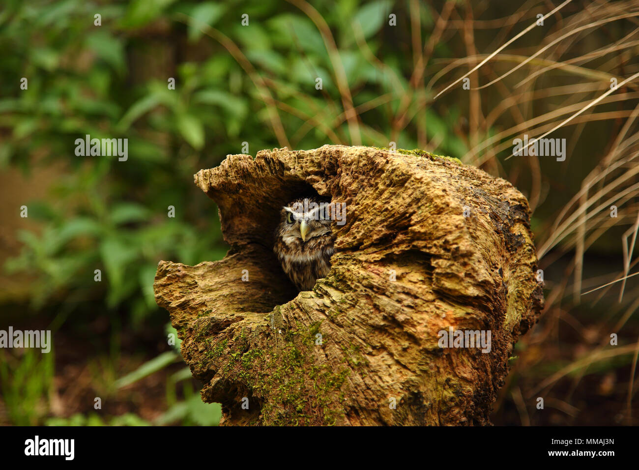 Steinkauz, Athene noctua, versteckt in einem alten Baumstumpf gehockt Stockfoto