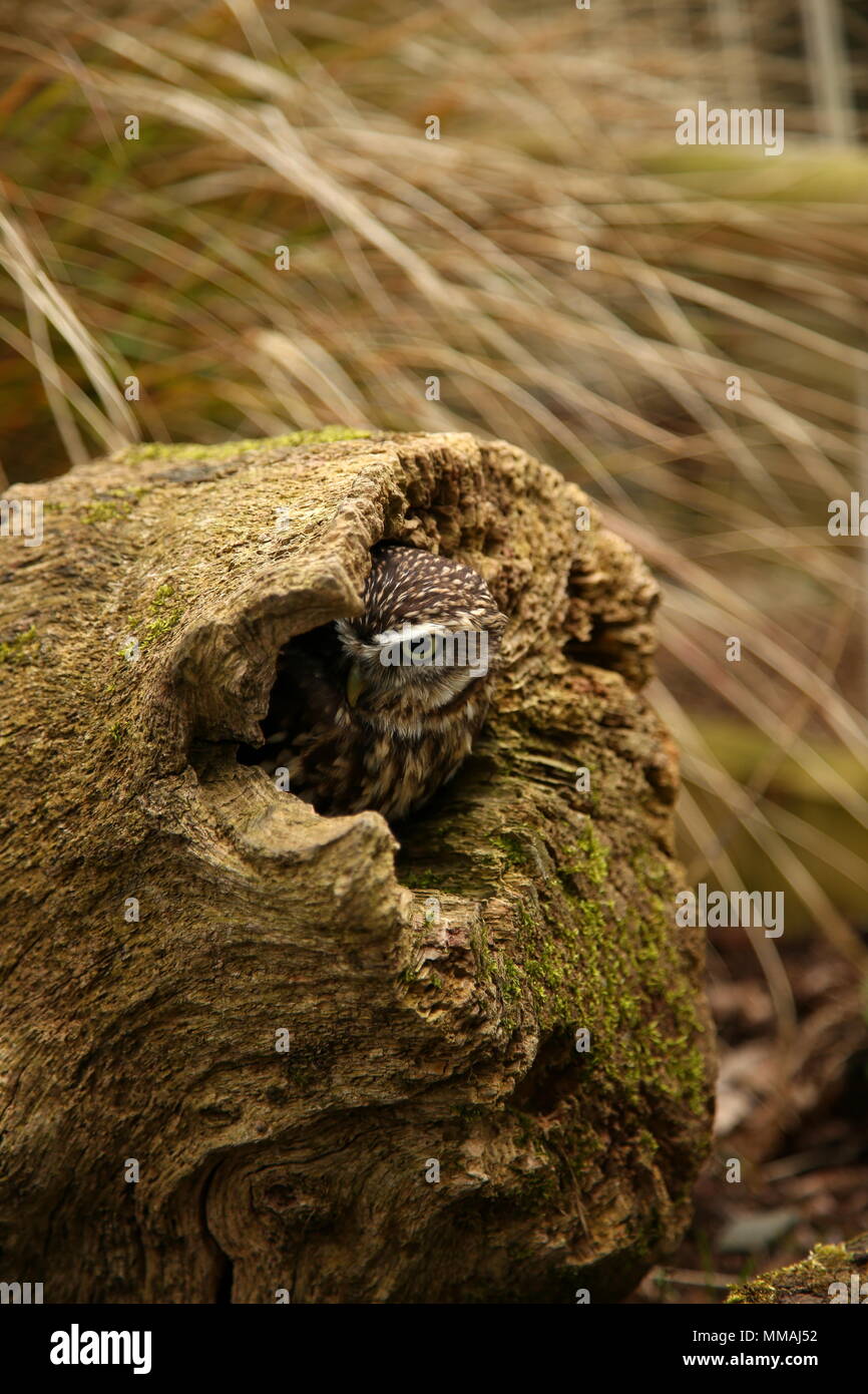 Steinkauz, Athene noctua, versteckt in einem alten Baumstumpf gehockt Stockfoto