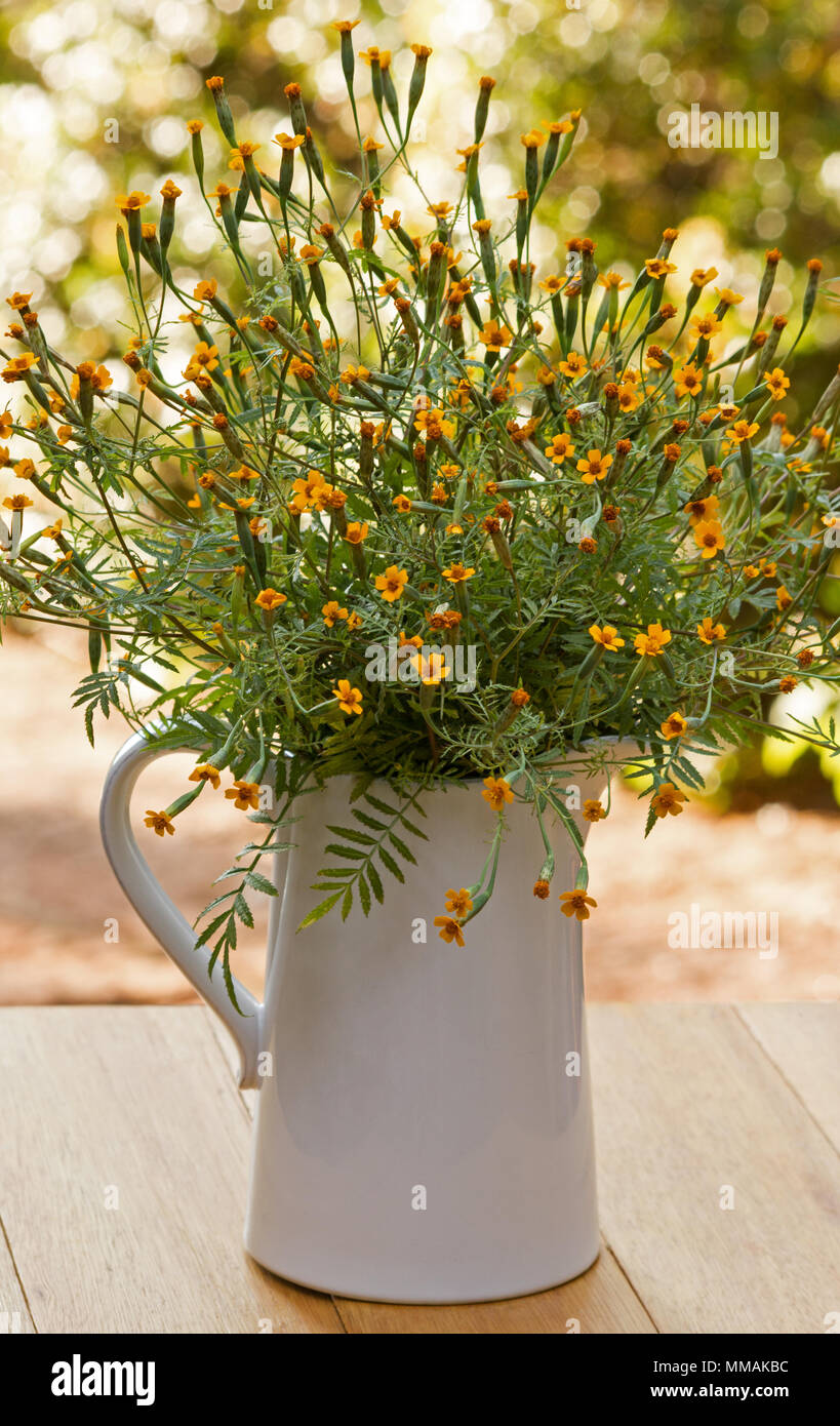 Tagetes ist ignata pumila 'Blumen in einer weißen Vase Stockfoto