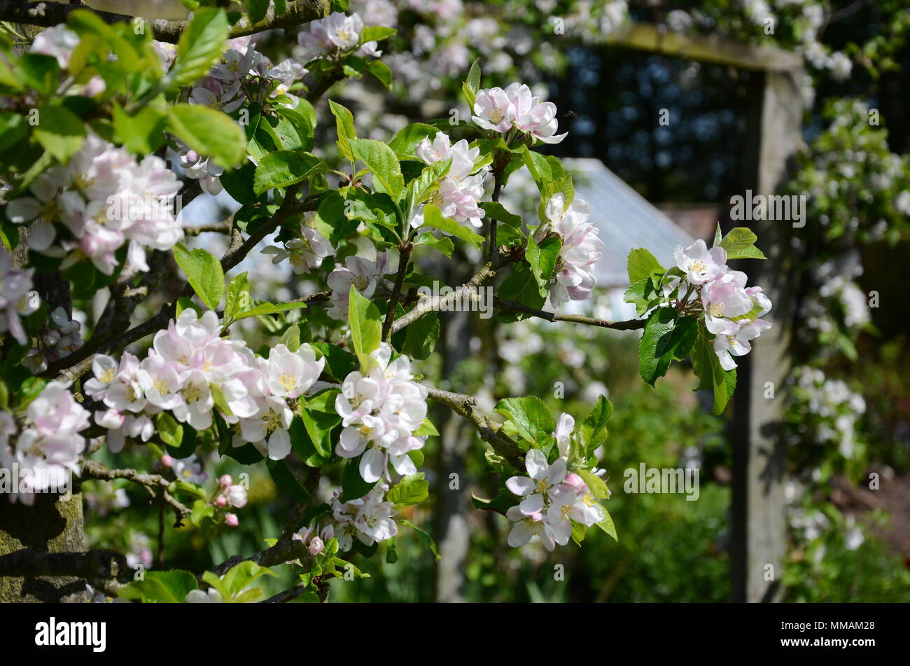 Apfelbäume blühen auf 'Lord Lambourn" in Pergola im Garten von gunby Halle im Frühjahr, Lincolnshire, Großbritannien Stockfoto