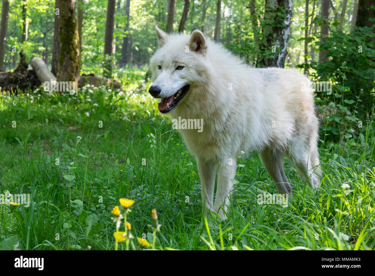 Arktischer Wolf im Wald Stockfoto