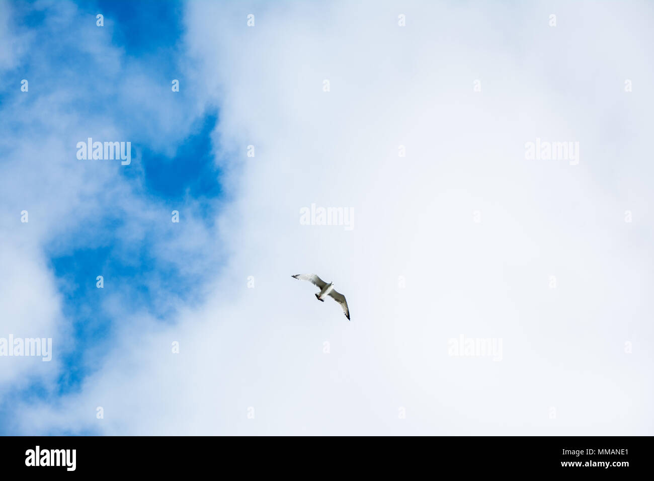 Vogel in bewölkt blauer Himmel Stockfoto Vogel in bewölkt blauer Himmel Stockfoto