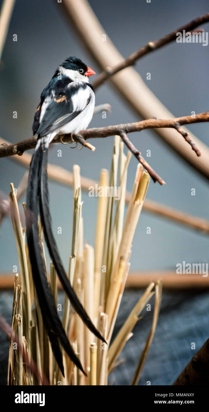 Die pin-tailed whydah ist ein kleines Songbird. Es ist ein Bewohner Brutvogel in den meisten Afrika südlich der Sahara. Stockfoto