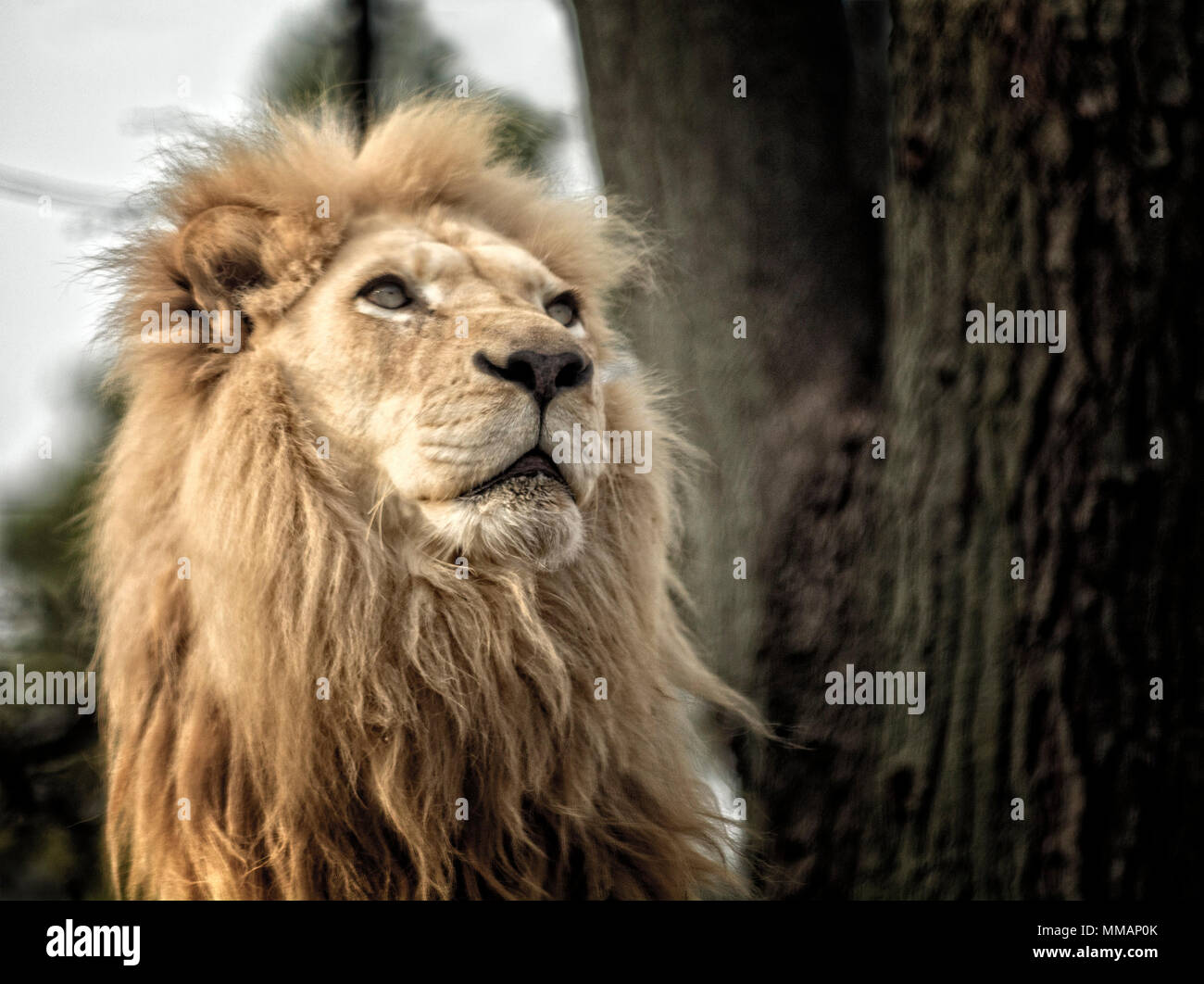 Ein Majestätisch und stolz Lion Portrait. Stockfoto