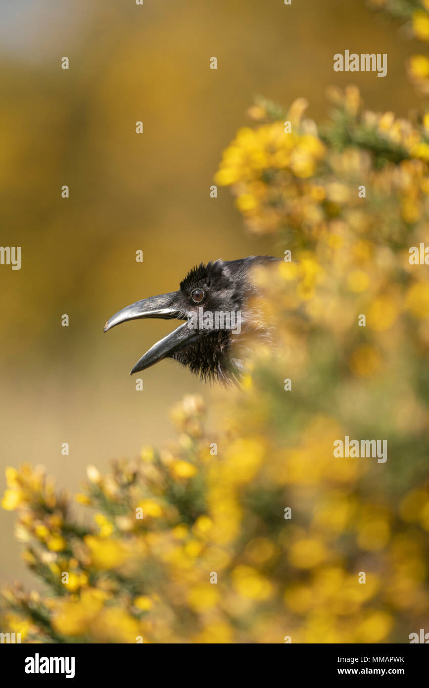 Raven; Corvus Corax, unter blühenden Ginster Gebüsch gehockt, Oxfordshire im Frühjahr Stockfoto