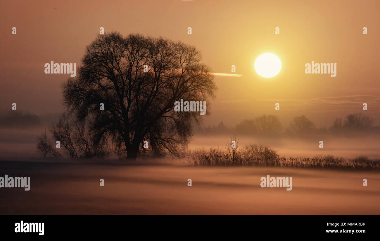 Silhuette Bäume im Morgenlicht Stockfoto