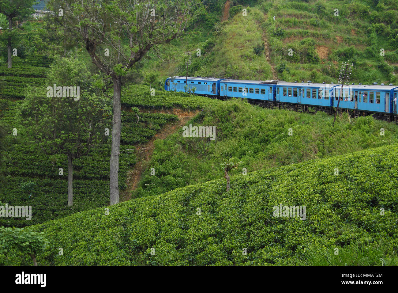 Ceylon Tee Plantagen Stockfoto