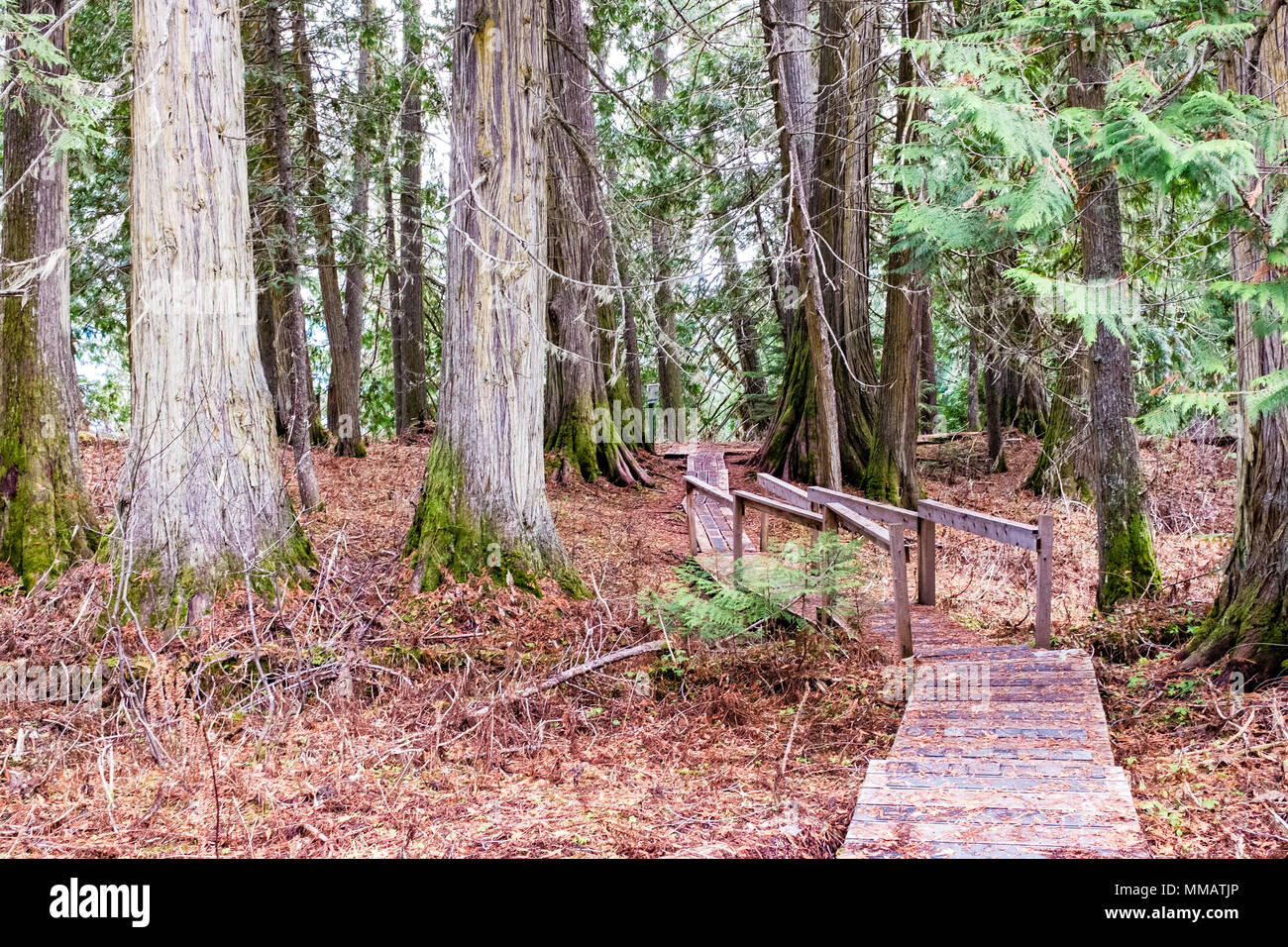 Der Weg schlängelt sich durch die alten Wälder in Zentral British Columbia Stockfoto