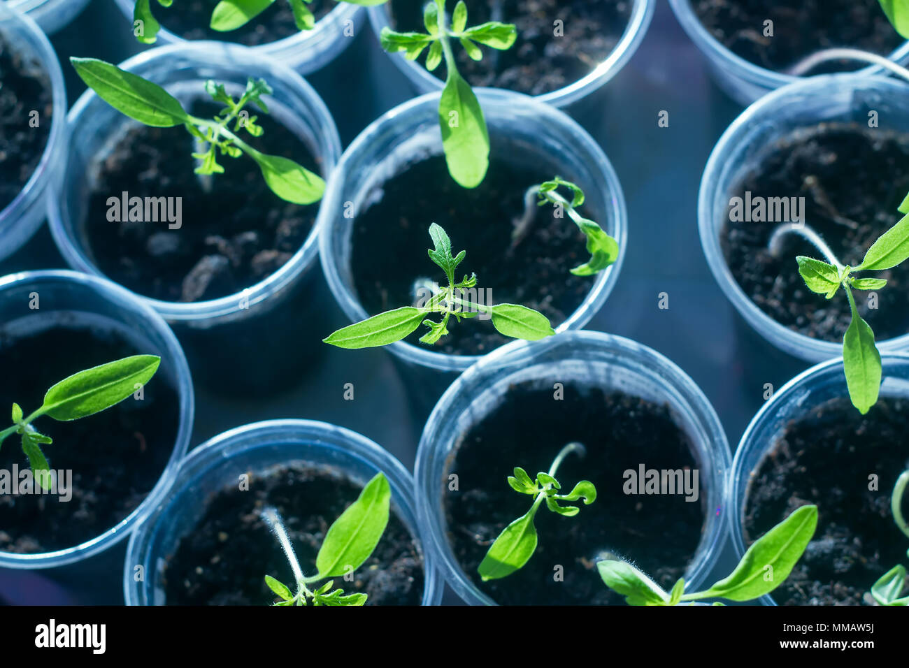 Tomaten-Setzlinge in Plastikbechern Stockfoto