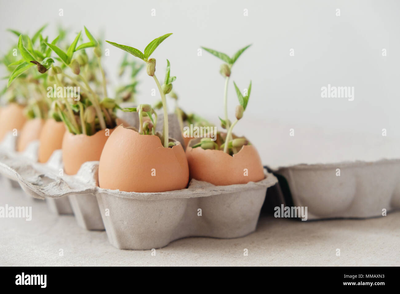Sämling Pflanzen in Eierschalen, eco Gartenarbeit, Montessori, Bildung, Wiederverwendung Konzept Stockfoto