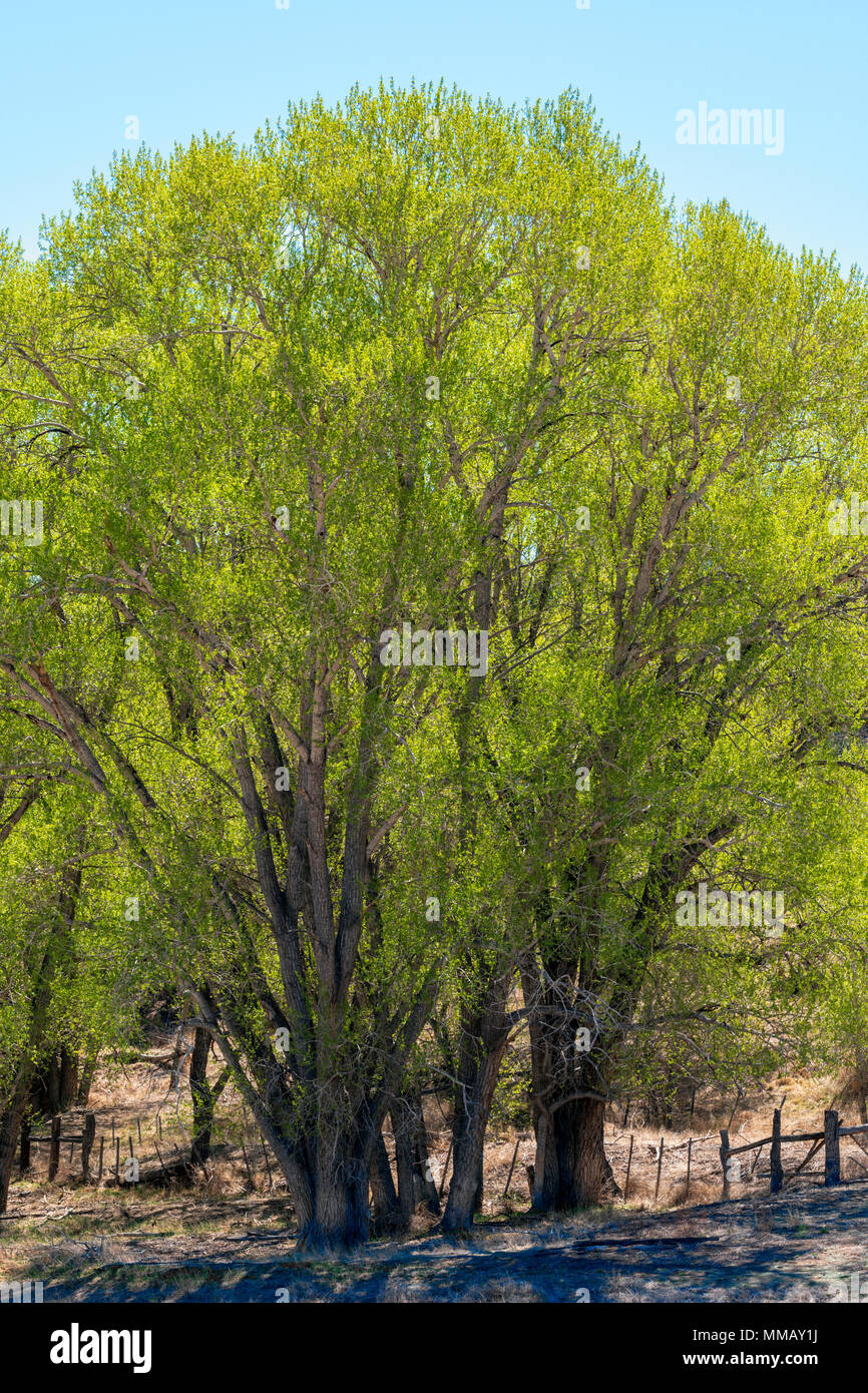 Alte Pappel (Populus canescens) in frischen Frühling grün Blüte; Vandaveer Ranch; Salida, Colorado, USA Stockfoto