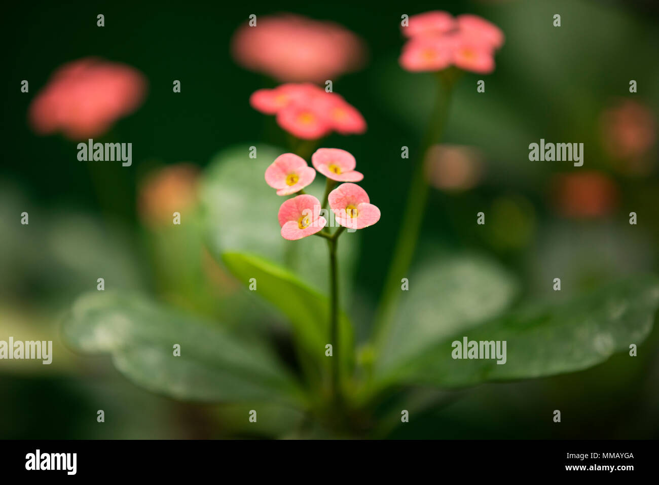 Euphorbia milii, auch als Dornenkrone bekannt, Christus, Christus Thorn, oder Tu y Yo in Lateinamerika, ein Strauch in der wolfsmilch Familie. Stockfoto