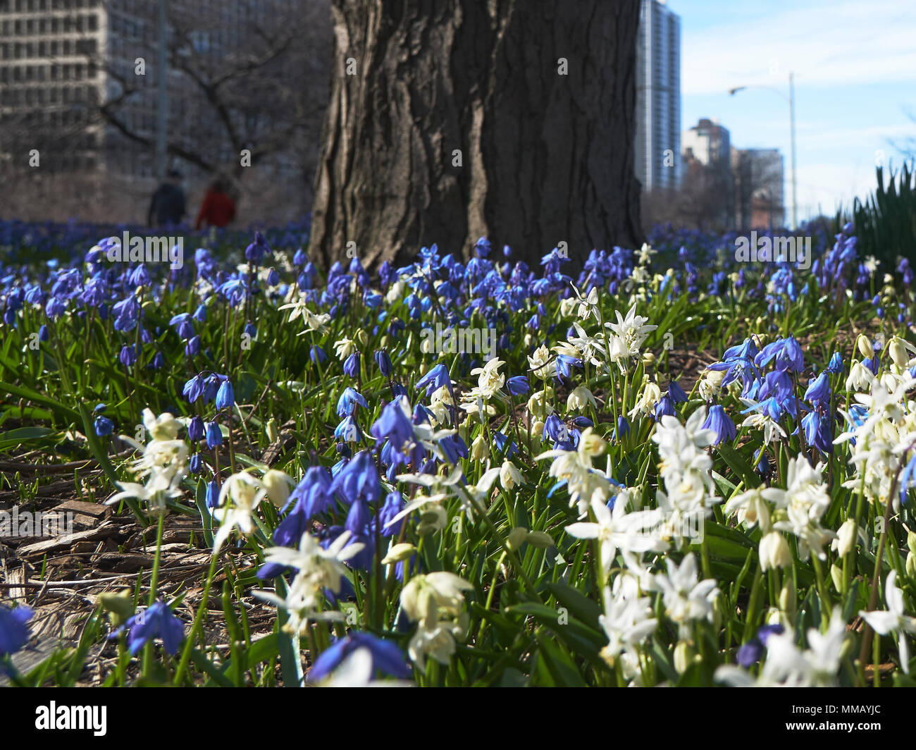 Blau und Weiß der frühe Frühling Blumen Stockfoto
