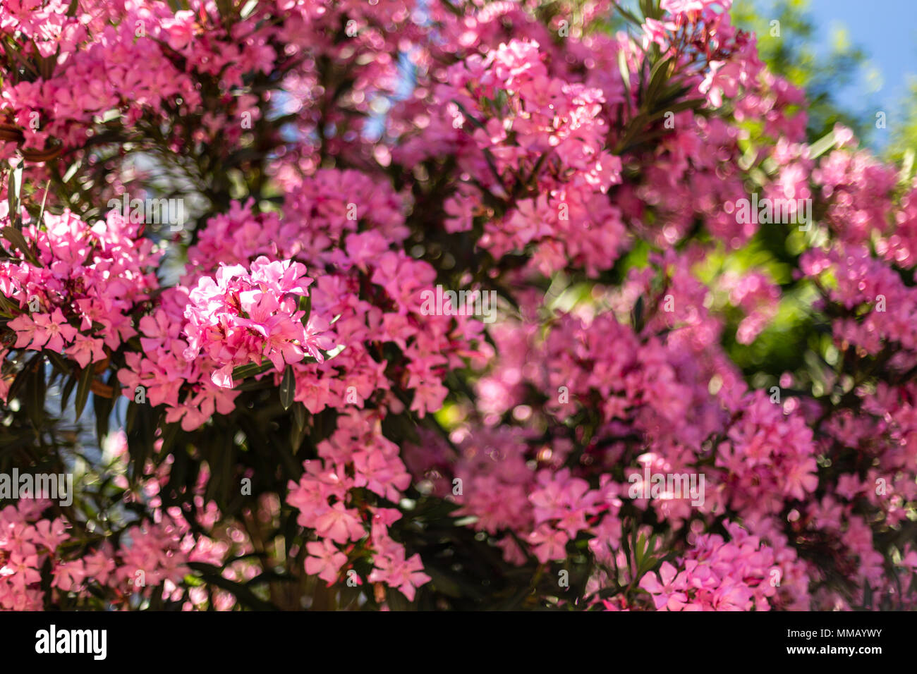 Floral background. Horizontale Schuß eines rosa Oleander Blume geschossen unter harten Licht und mit geringer Tiefenschärfe. Stockfoto