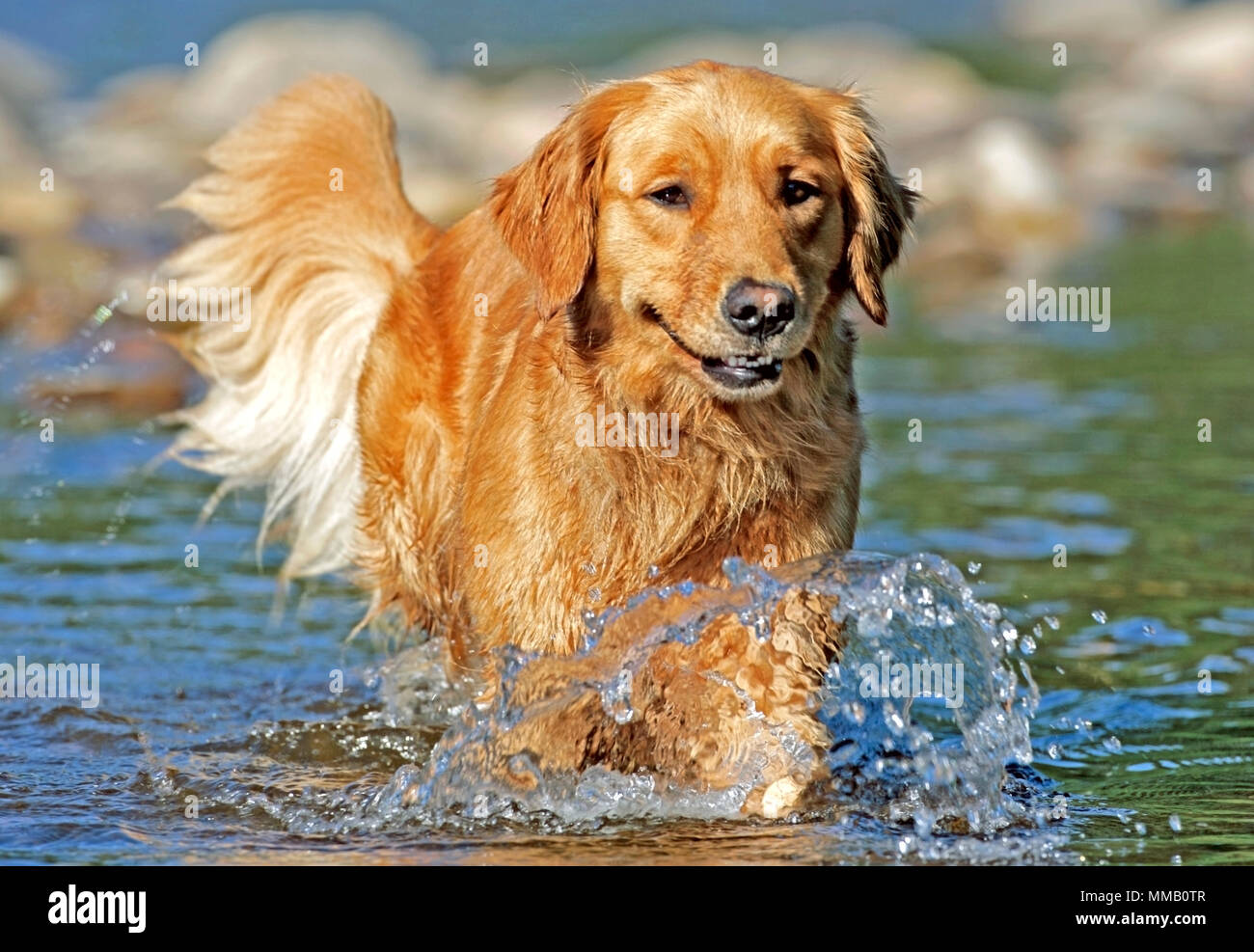 Golden Retriever in Fluß, Wasser spritzt. Stockfoto