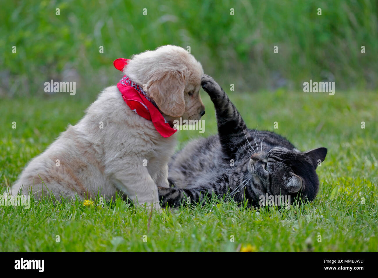 Süße Golden Retriever Welpen und tabby Katze spielen zusammen im Gras. Stockfoto