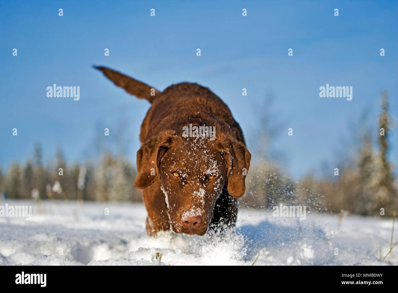 Chesapeake Bay Retriever Welpen spielen in den frischen Schnee, an der Kamera schaut. Stockfoto
