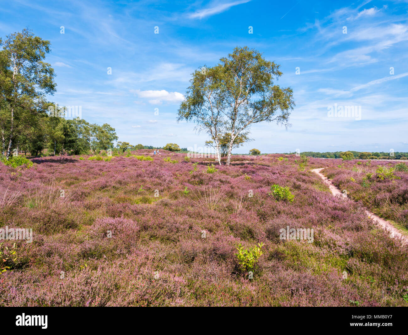 Menschen wandern, Birken, Pfad und lila Heidekraut in voller Blüte im Naturschutzgebiet Zuiderheide in Het Gooi, Noord-Holland, Niederlande Stockfoto