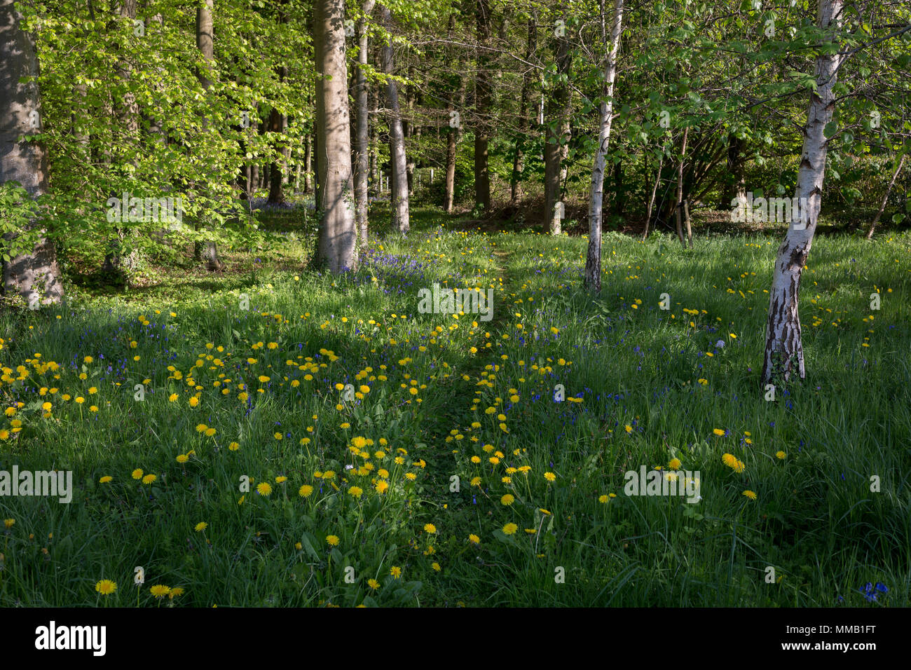 Löwenzahn und Glockenblumen auf einem Pfad durch englische Wald, am 5. Mai 2018, in Wrington, North Somerset, England. Stockfoto