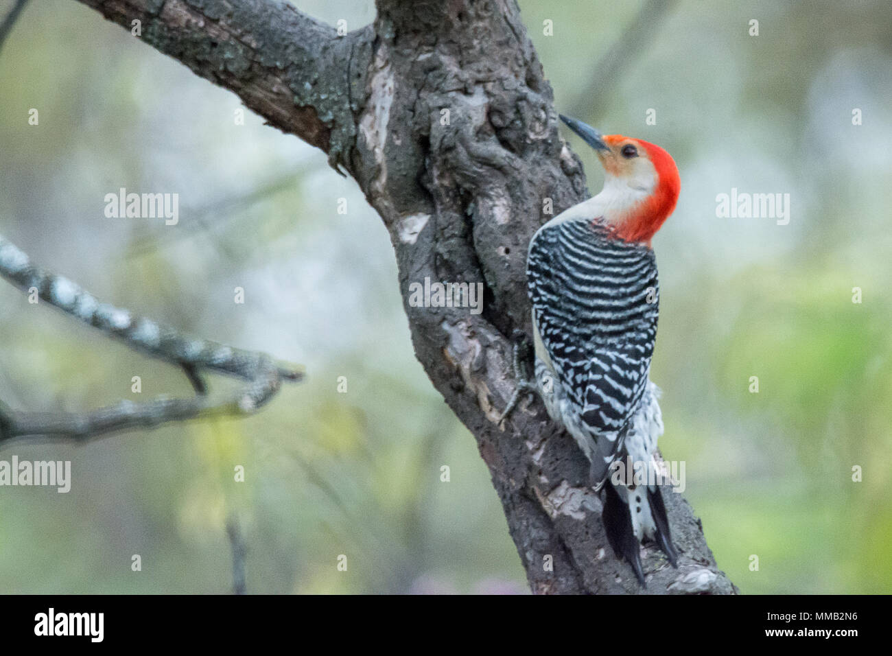 Nahaufnahme Foto von einem Red-bellied Woodpecker Vogel auf einem Baum gehockt. Stockfoto
