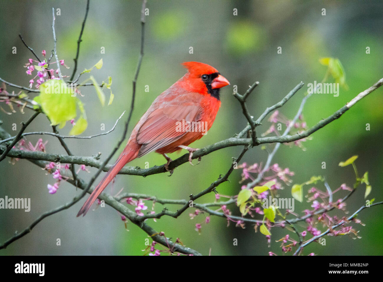 Nahaufnahme Foto einer nördlichen Kardinal Vogel thront auf einem blühenden Red Bud tree branch. Stockfoto
