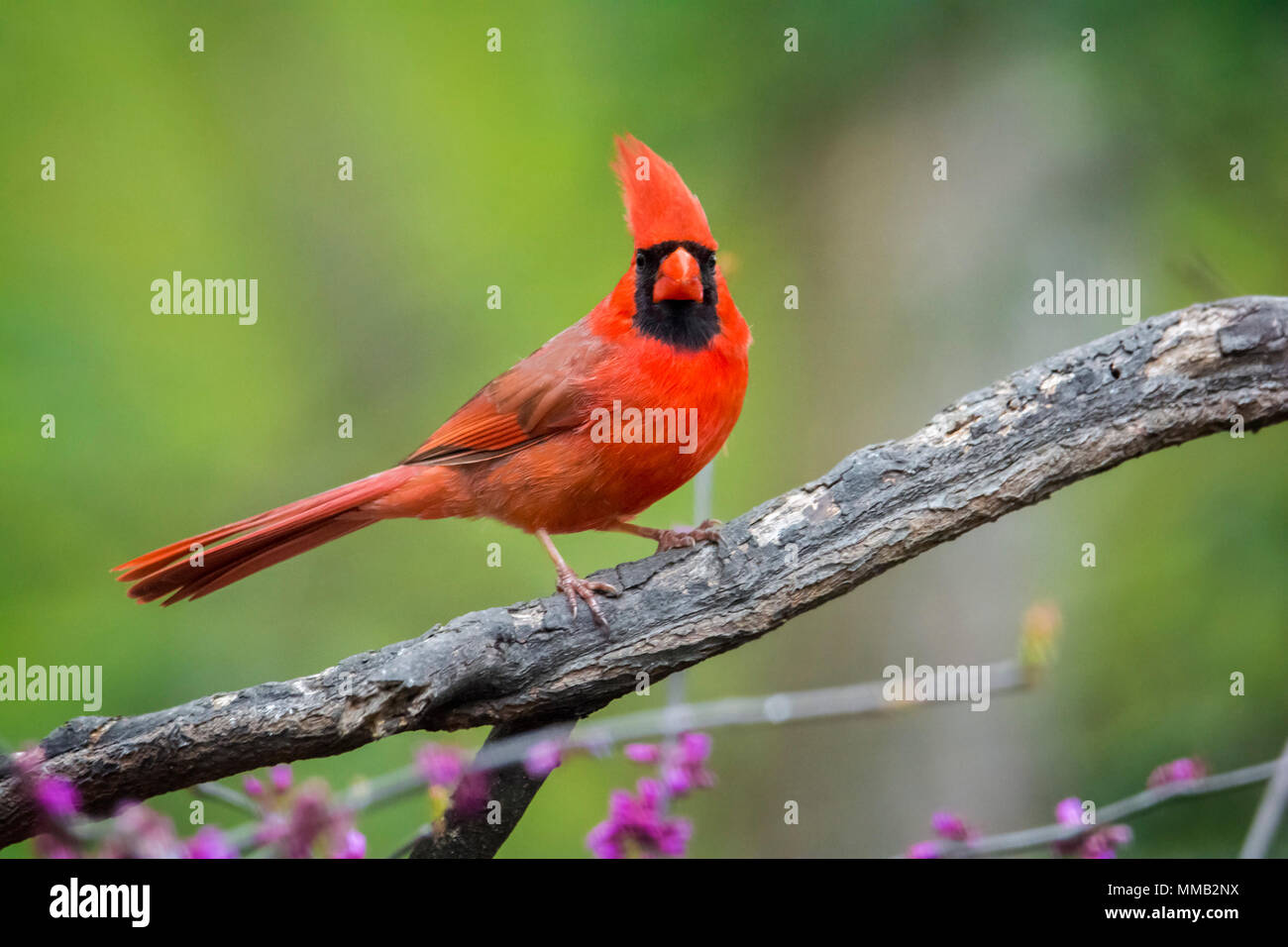Nahaufnahme Foto einer nördlichen Kardinal Vogel thront auf einem blühenden Red Bud tree branch. Stockfoto