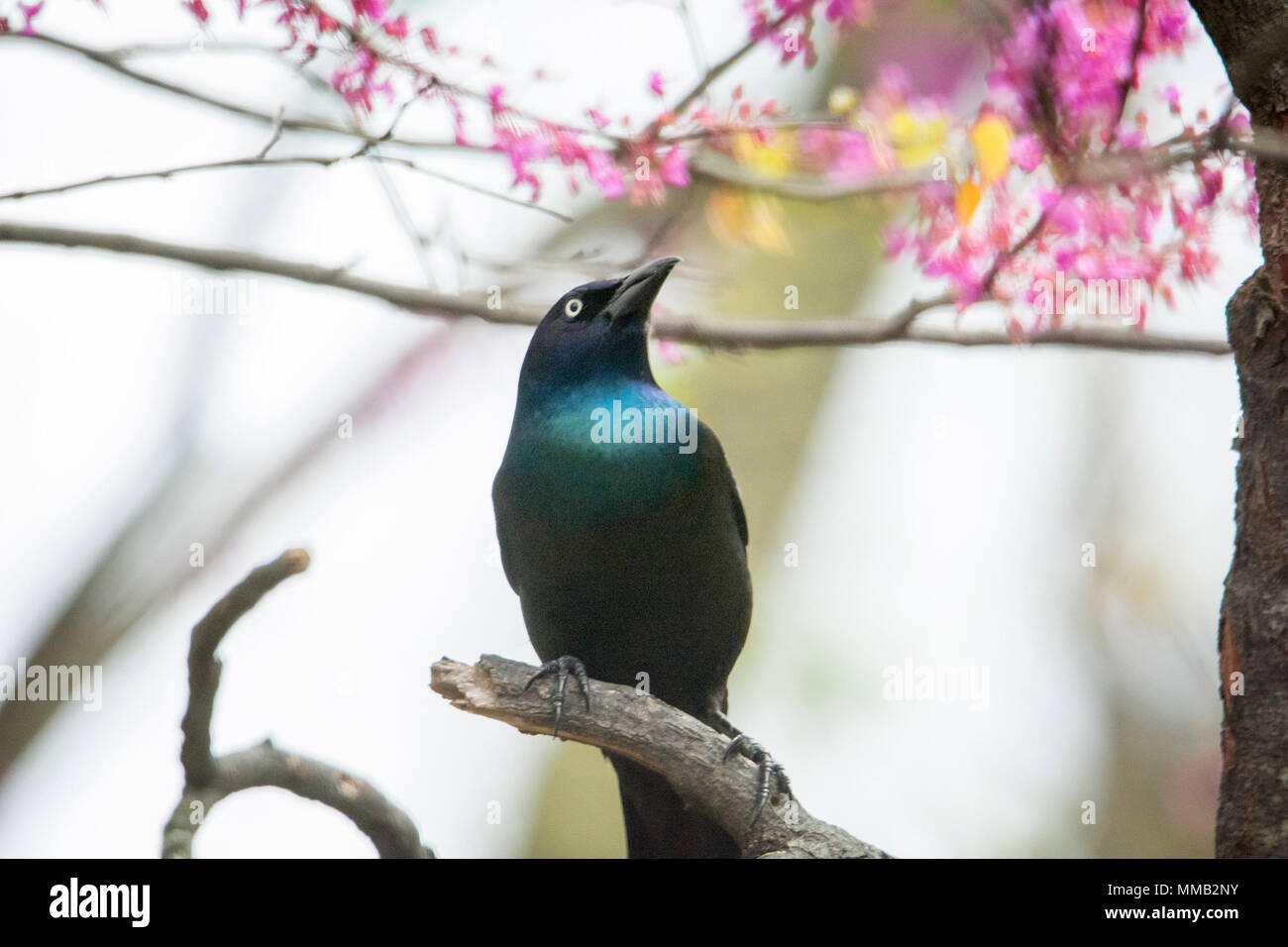 Nahaufnahme Foto einer Gemeinsamen Grackle Vogel auf einem Zweig der Baumstruktur. Stockfoto