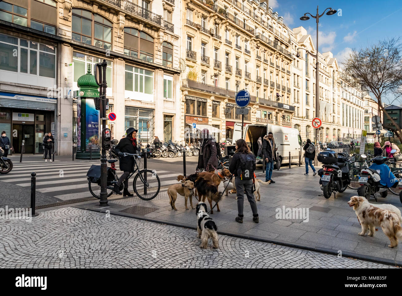 Eine große Gruppe von Hunden, für einen Spaziergang für einen Spaziergang entlang der Rue Montorgueil, einer Fußgängerzone im Herzen von Paris, Frankreich Stockfoto