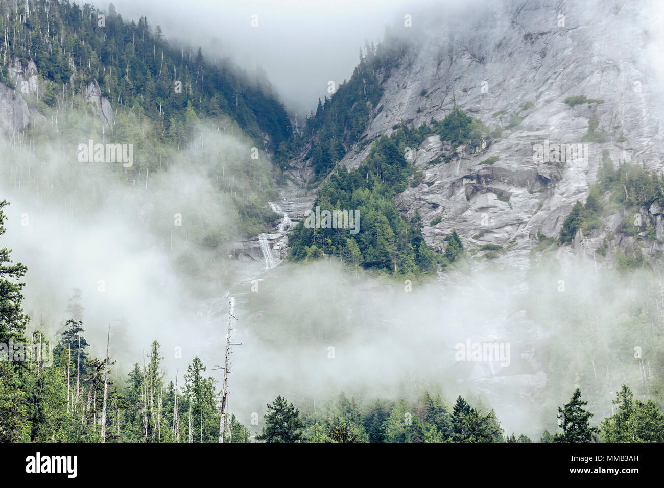 Eine Reihe von Wasserfällen stürzt nach unten zwischen zwei steilen Bergen, die teilweise von Wolken verdeckt sind, in British Columbia Great Bear Rainforest. Stockfoto