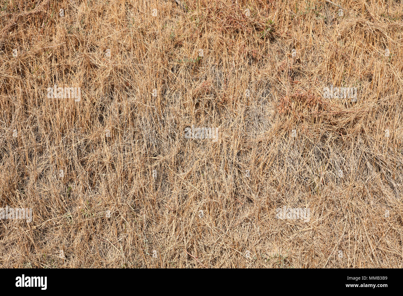 Stroh Textur Hintergrund im Sommer von oben Stockfoto