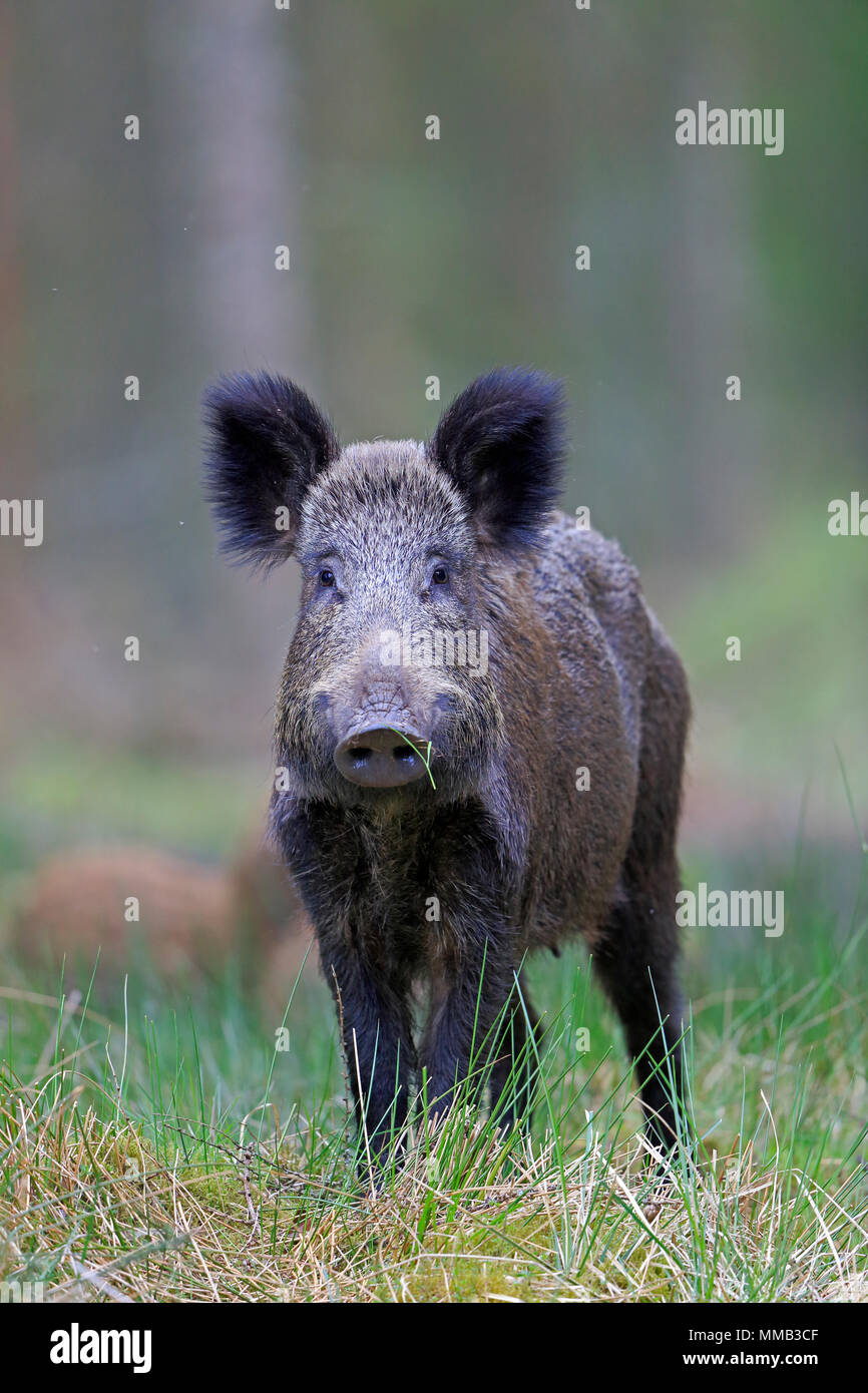 Nach Wildschweine im Wald von Dean Stockfoto