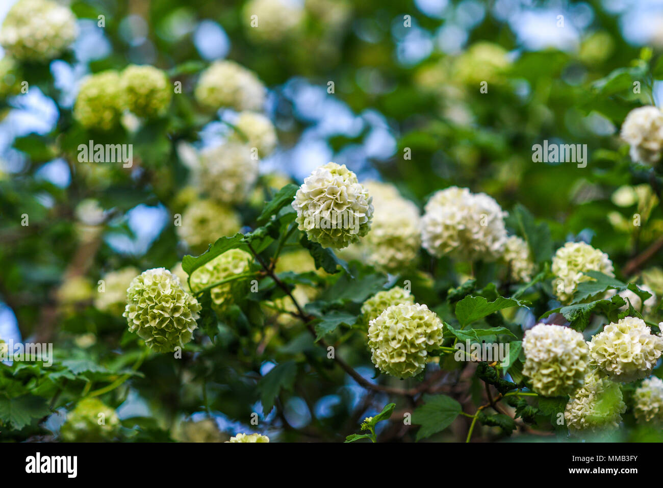 blumentopf 20 cm aus Keramik mit Untersetzer, WVA-002232
