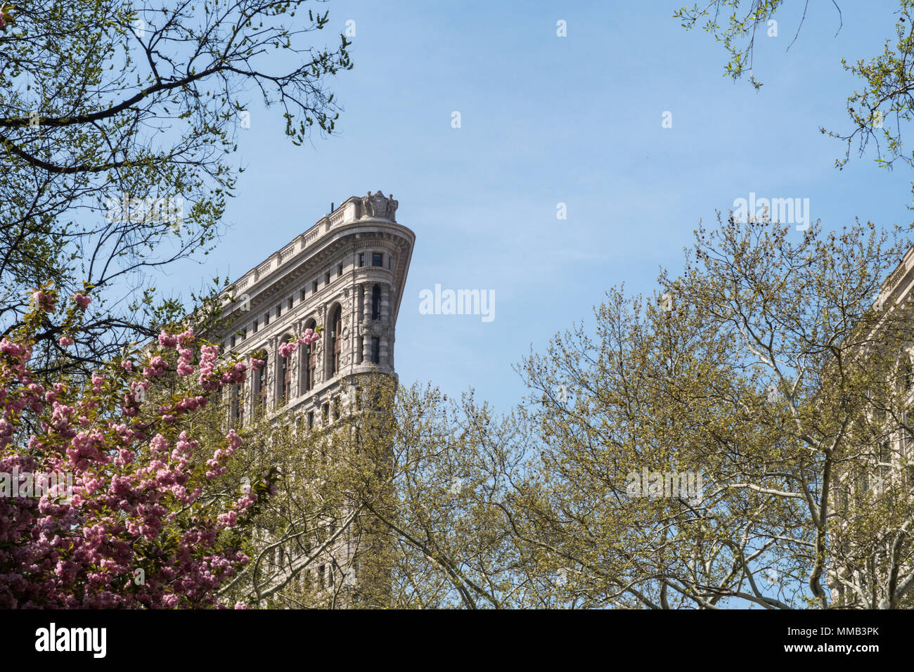 Frühling blühende Bäume im Madison Square Park Verbessern der historischen Flatiron Building, New York City, USA Stockfoto