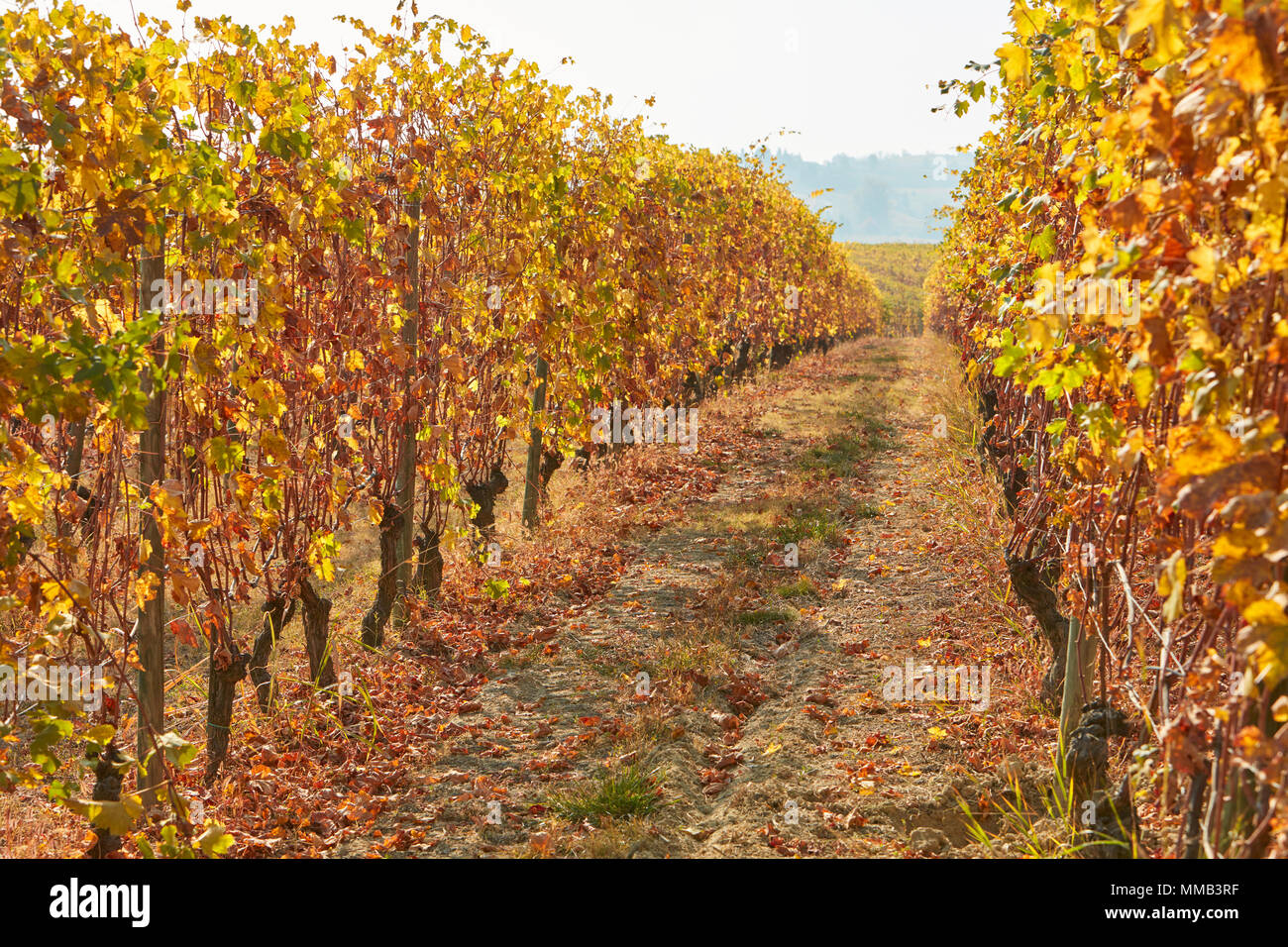 Weinberg, Pfad zwischen zwei rebzeilen im Herbst mit gelben Blätter an einem sonnigen Tag Stockfoto