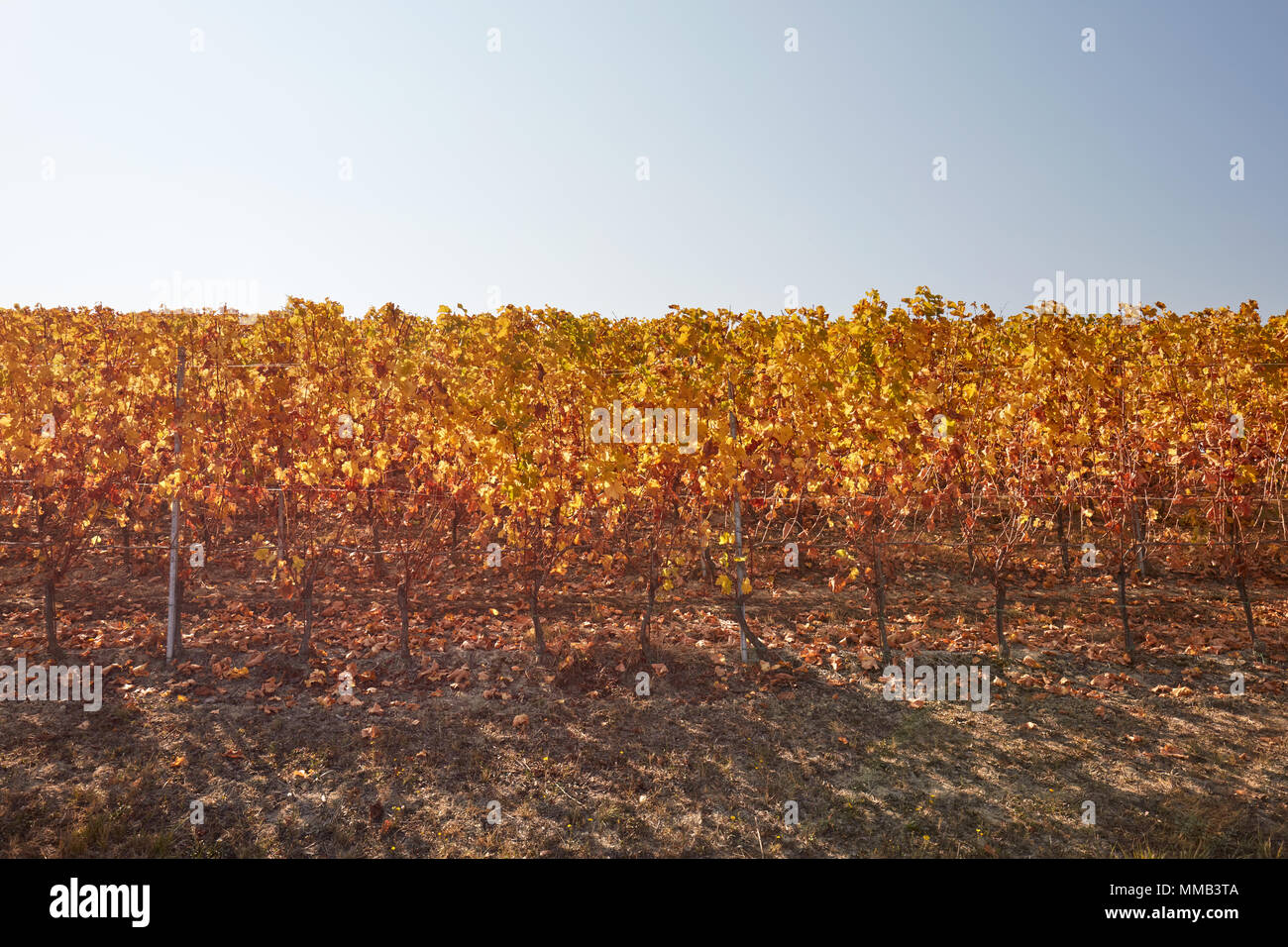 Weinstock Zeile im Herbst mit gelben Blätter, blauer Himmel an einem sonnigen Tag Stockfoto