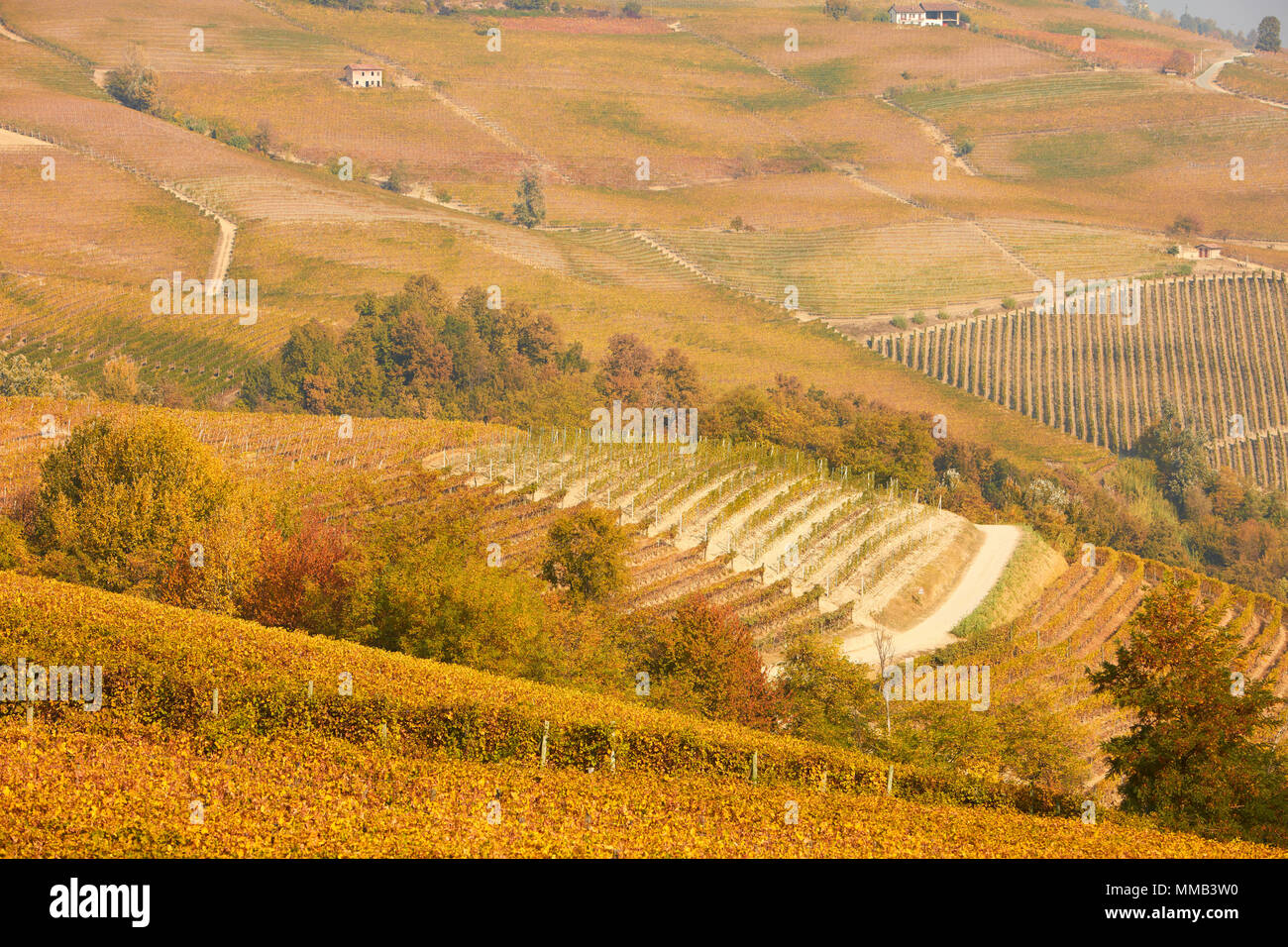 Weinberge und Hügel im Herbst mit gelben Blätter an einem sonnigen Tag in Piemont, Italien Stockfoto