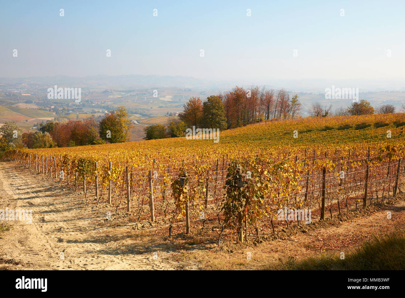 Weinberg im Herbst mit gelben Blätter und Hügel und Bäume Blick an einem sonnigen Tag Stockfoto