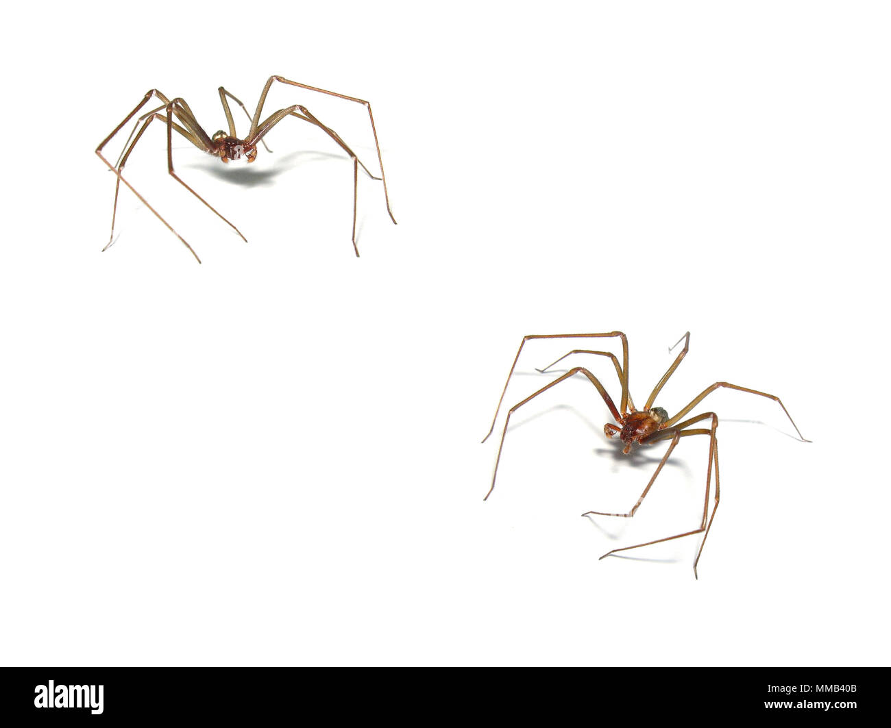 Loxosceles Brown Recluse Aranha Marrom Spinne Auf Weissem Hintergrund Composite Eines Mannlichen Sorocaba Brasilien Stockfotografie Alamy