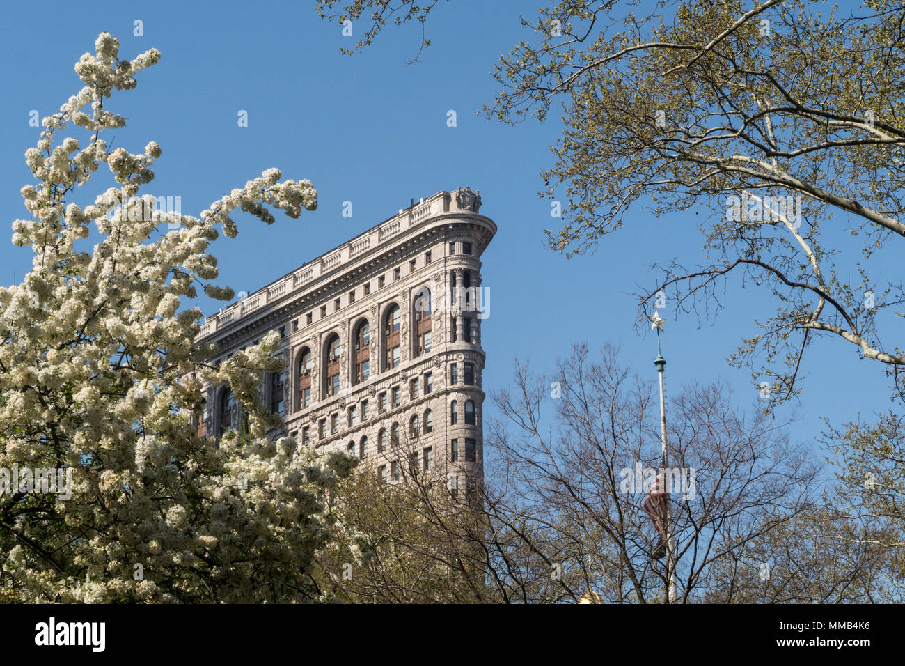 Frühling blühende Bäume im Madison Square Park Verbessern der historischen Flatiron Building, New York City, USA Stockfoto