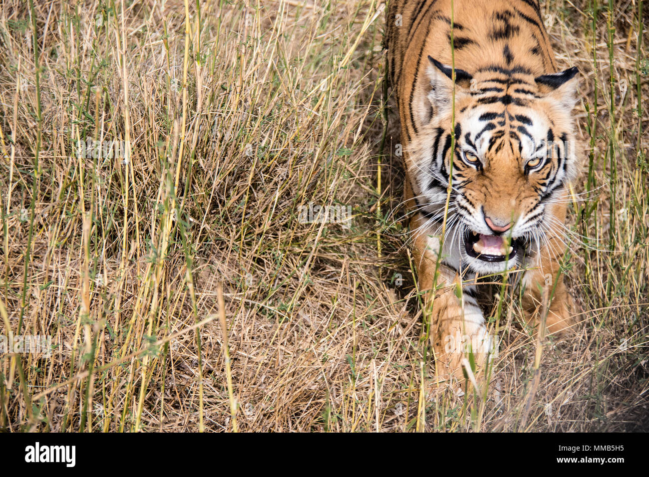 Wilde Bengal Tiger, Panthera tigris Tigris, Heulen, Bandhavgarh Tiger Reserve, Indien Stockfoto