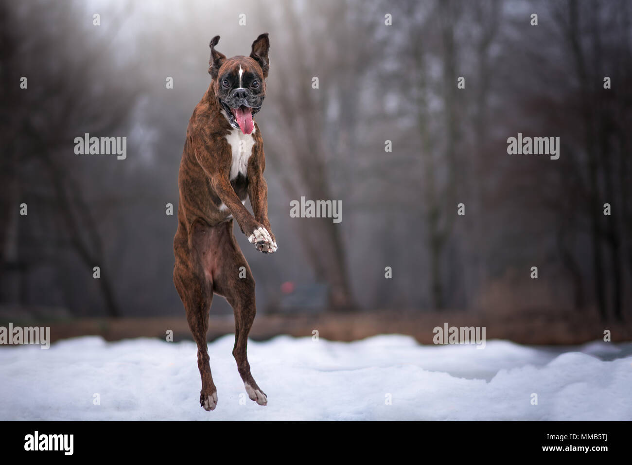 Boxer Hund springen in die Luft und versuchen eine Kugel mit ein lustiges Gesicht an Cath Stockfoto