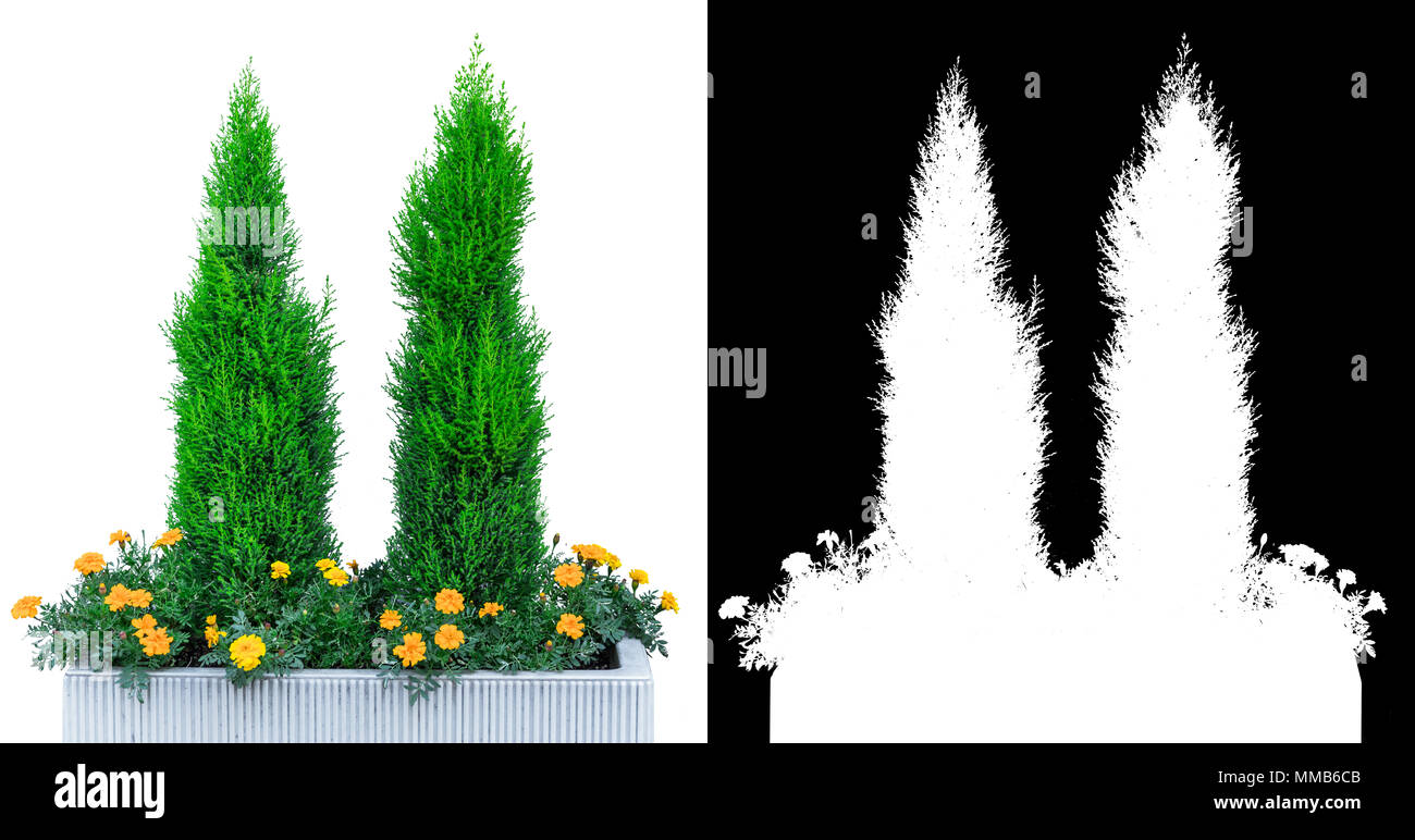 Garten baum Pflanze Dekoration in Weiß mit Alpha Kanal isoliert Stockfoto