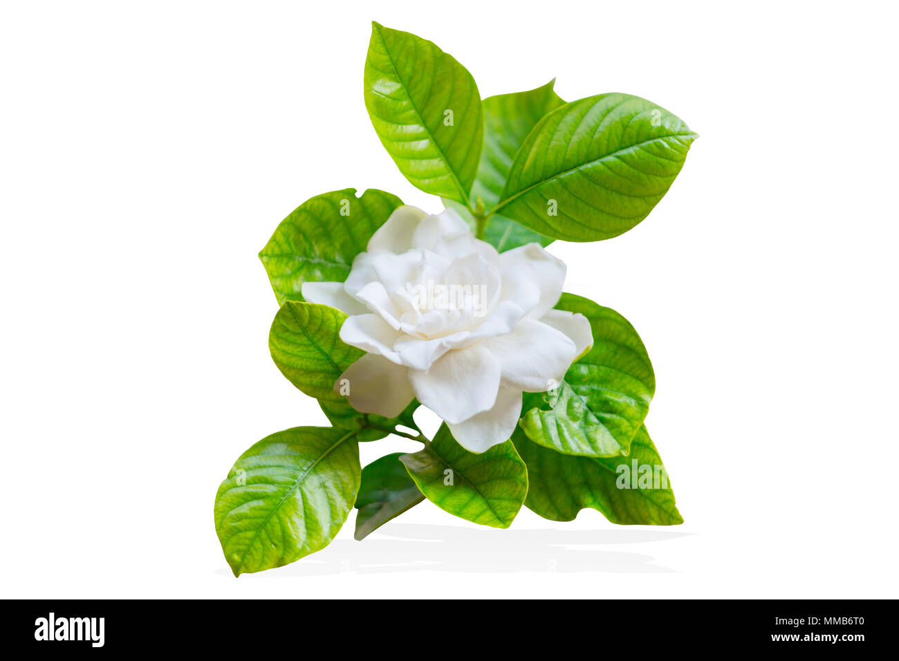 Cape Jasmine oder Gardenia jasminoides Asien tropische weiße Blume isoliert auf weißem Stockfoto