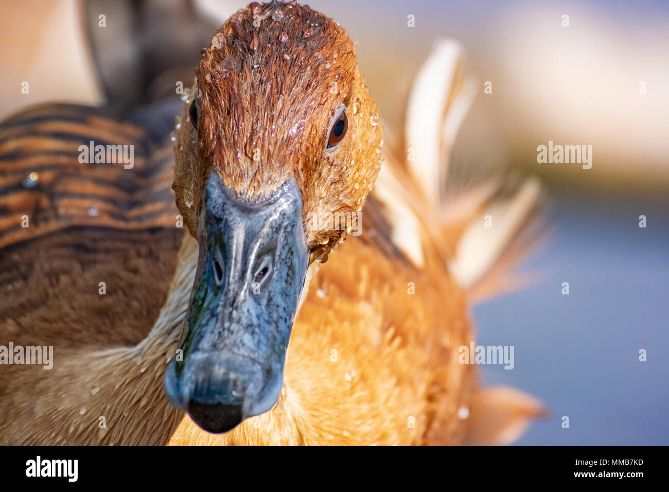 Fulvous Pfeifen Ente nach einem Morgen schwimmen, starrt auf die Linse der Kamera Stockfoto