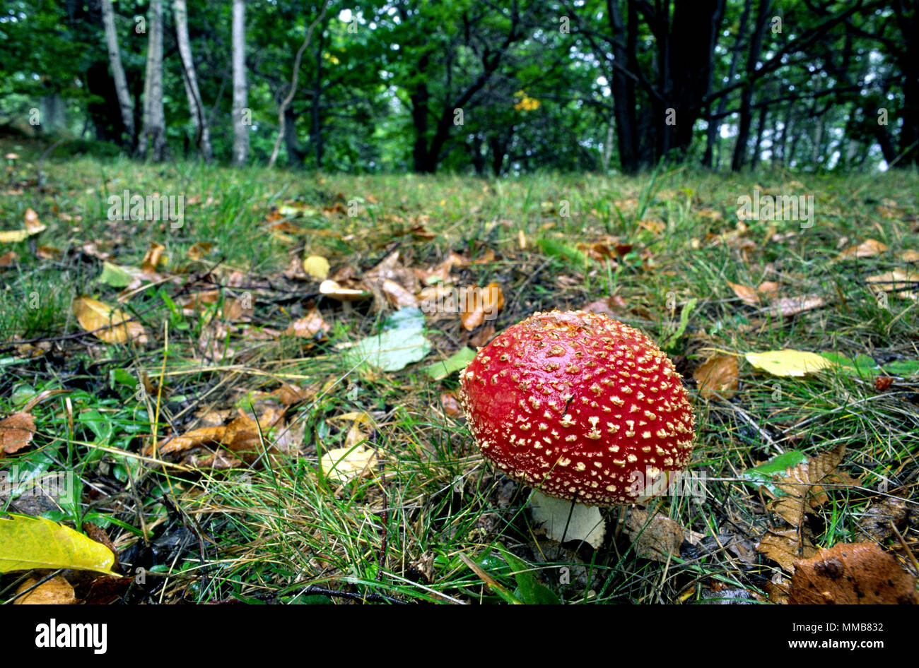 Amanita muscaria im Wald im Herbst. Garessio Mindino, Gemeinde, Provinz Cuneo, Piemont, Norditalien. Stockfoto
