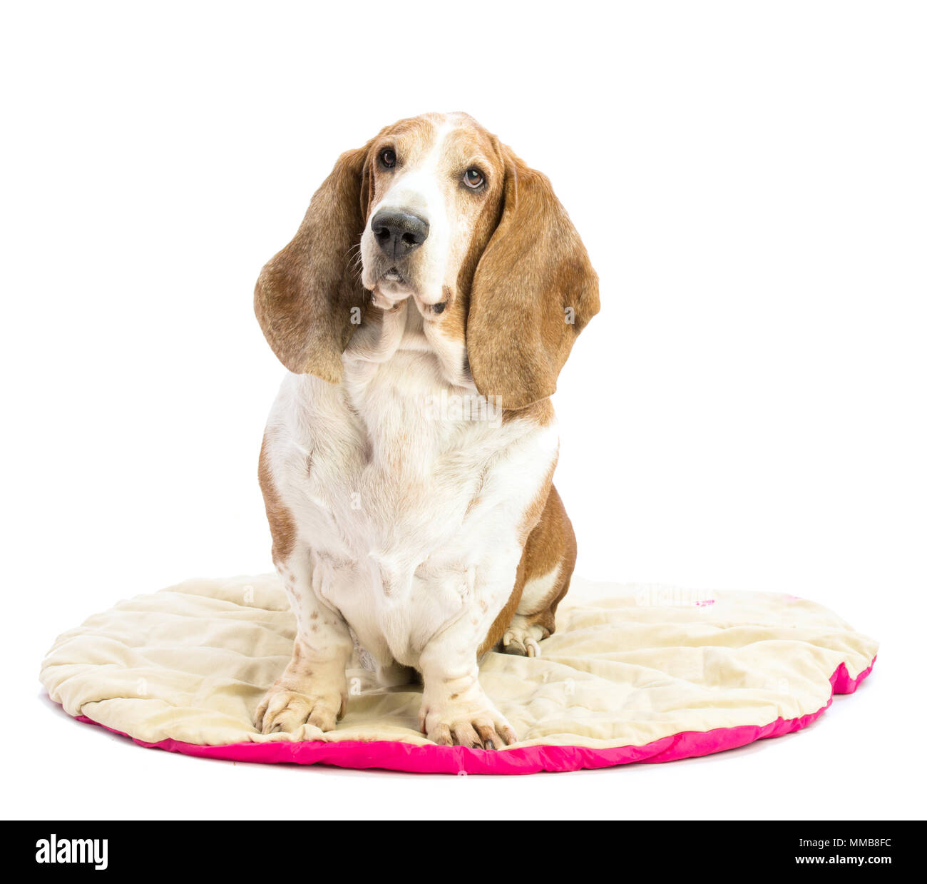 Basset hound Stockfoto